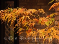 Japanese maple